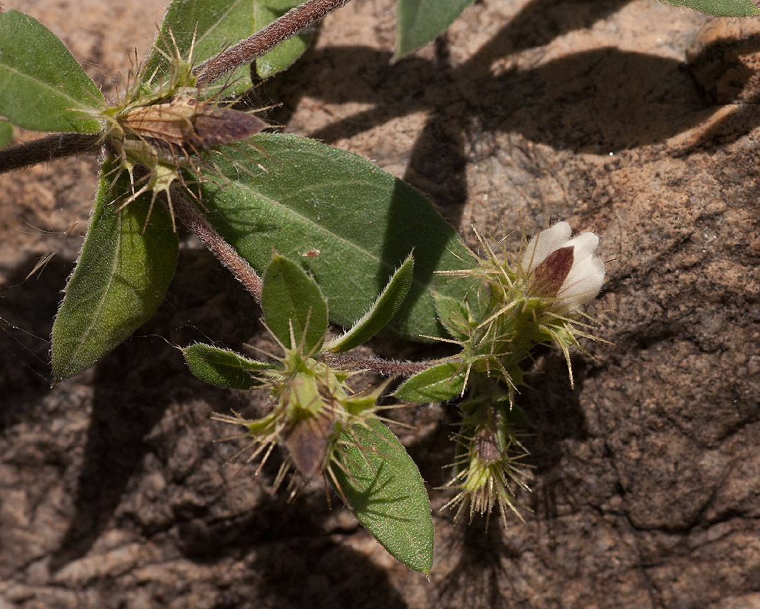 Blepharis maderaspatensis