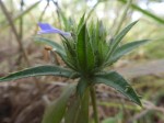 Blepharis tenuiramea