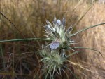 Blepharis tenuiramea