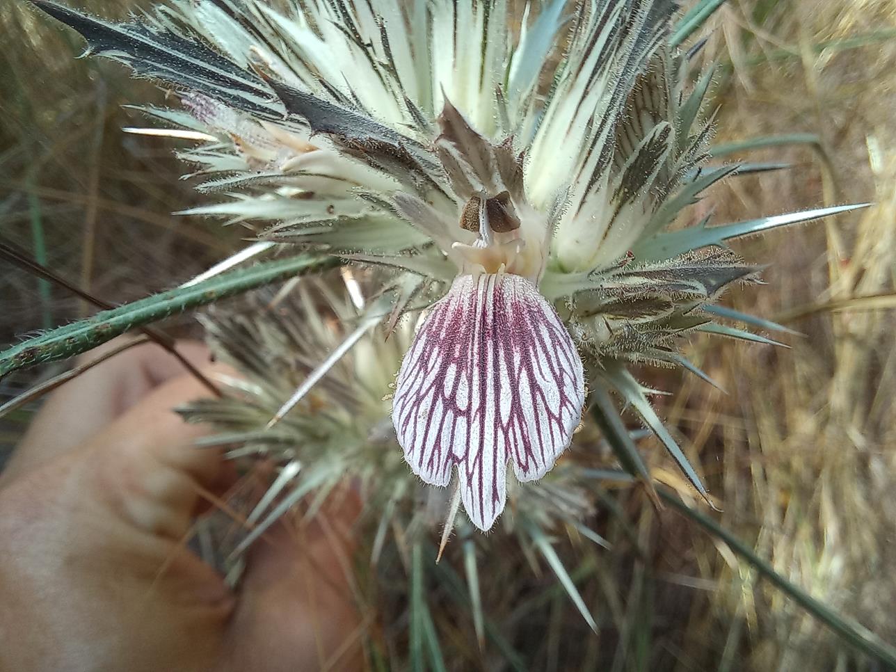 Blepharis tenuiramea