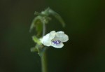 Asystasia intrusa
