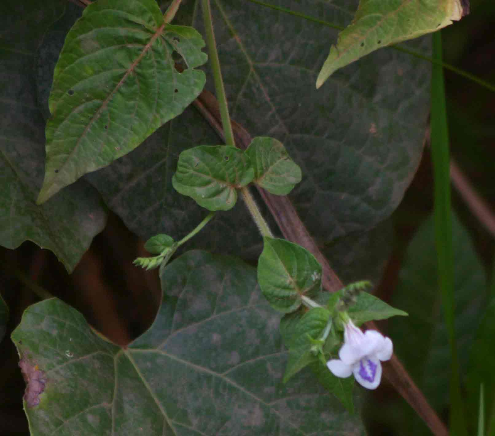 Asystasia intrusa
