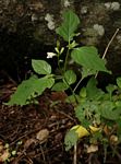 Asystasia intrusa