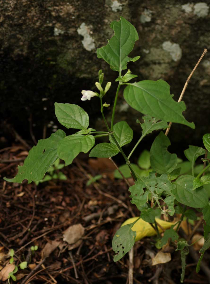 Asystasia intrusa