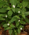 Asystasia intrusa