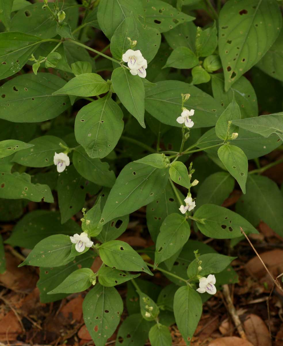 Asystasia intrusa
