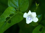 Asystasia intrusa