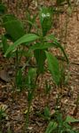 Asystasia mysorensis
