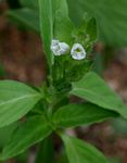 Asystasia mysorensis