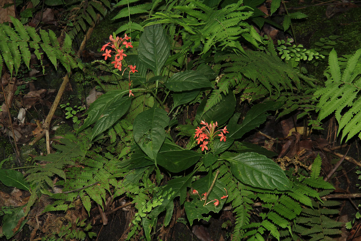 Ruspolia seticalyx Ruspolia seticalyx