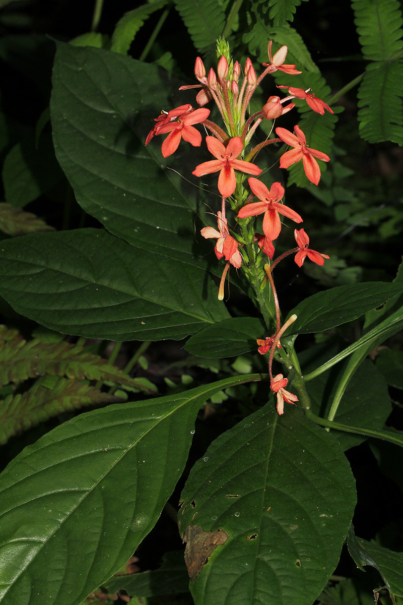 Ruspolia seticalyx Ruspolia seticalyx