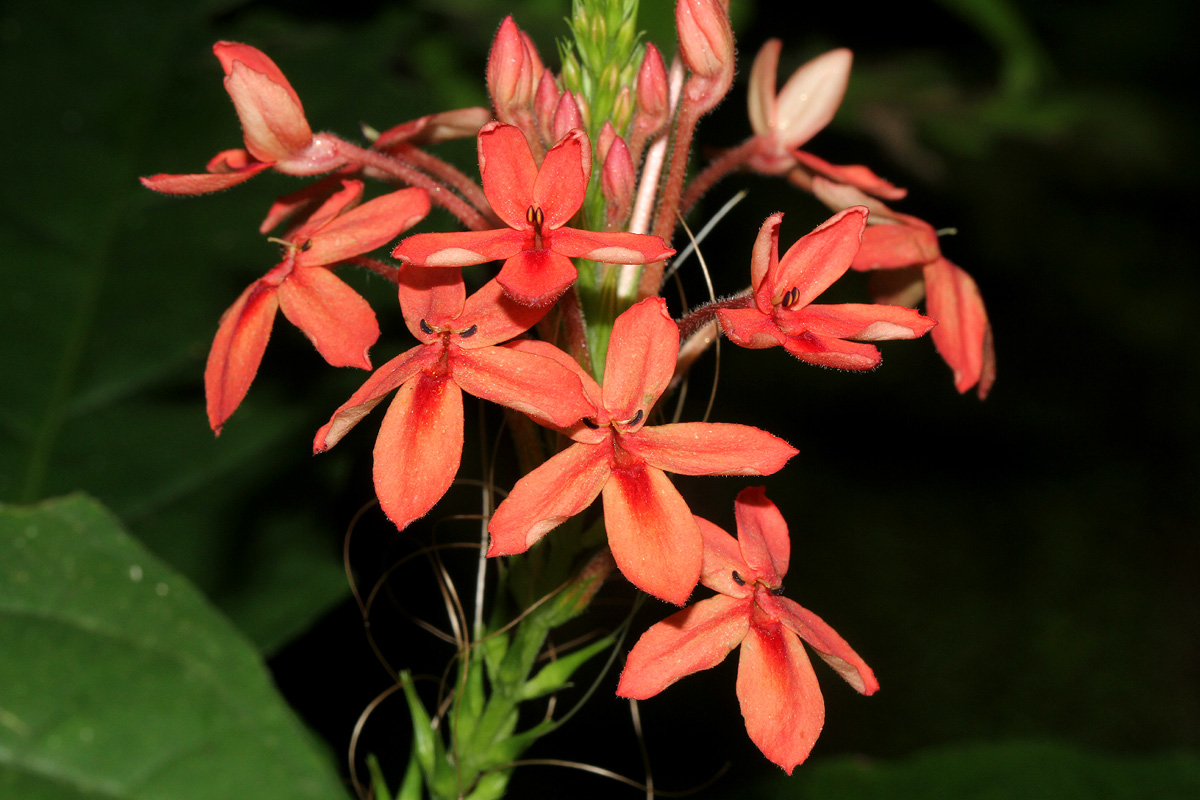 Ruspolia seticalyx Ruspolia seticalyx