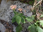 Ruspolia seticalyx