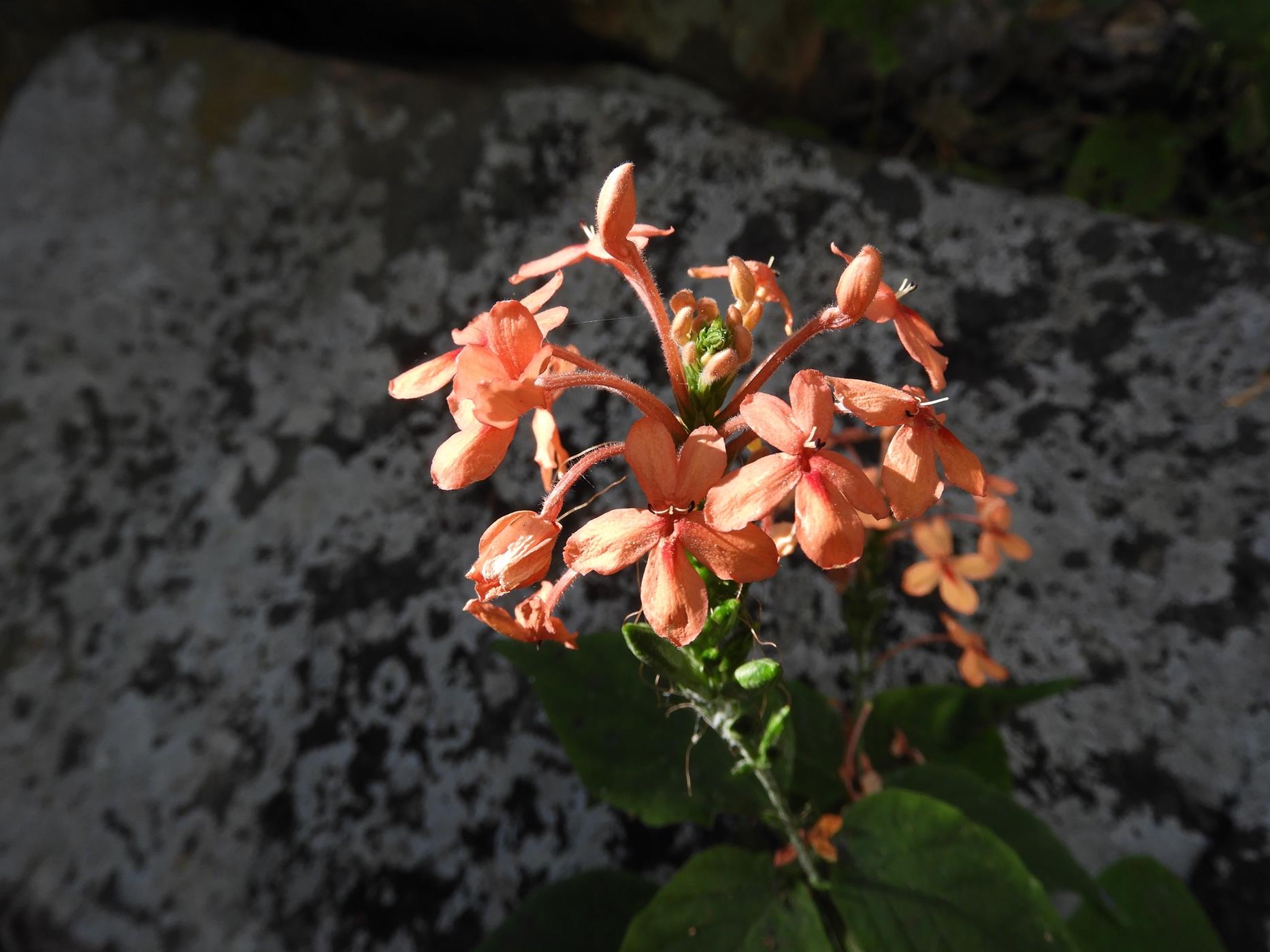 Ruspolia seticalyx