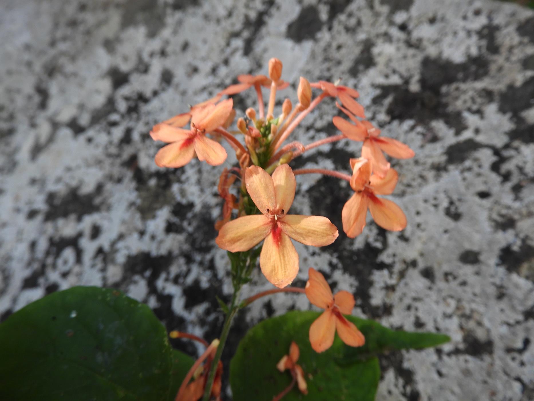 Ruspolia seticalyx