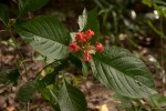 Ruspolia seticalyx