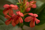 Ruspolia seticalyx