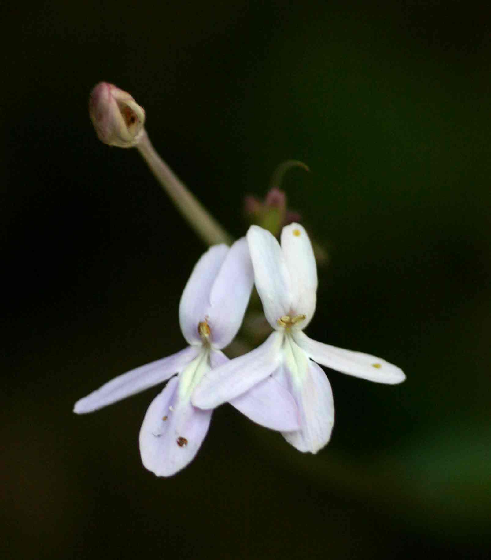 Pseuderanthemum subviscosum Pseuderanthemum subviscosum