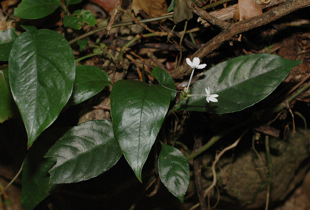 Pseuderanthemum subviscosum Pseuderanthemum subviscosum