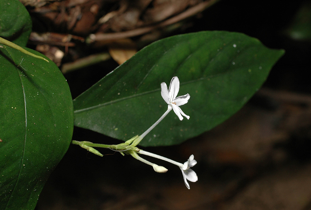 Pseuderanthemum subviscosum Pseuderanthemum subviscosum