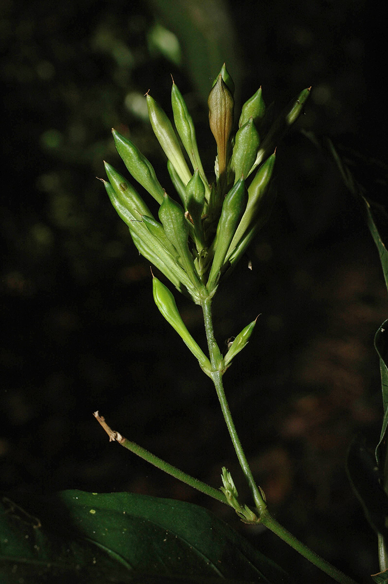 Pseuderanthemum subviscosum Pseuderanthemum subviscosum
