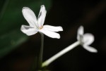 Pseuderanthemum subviscosum
