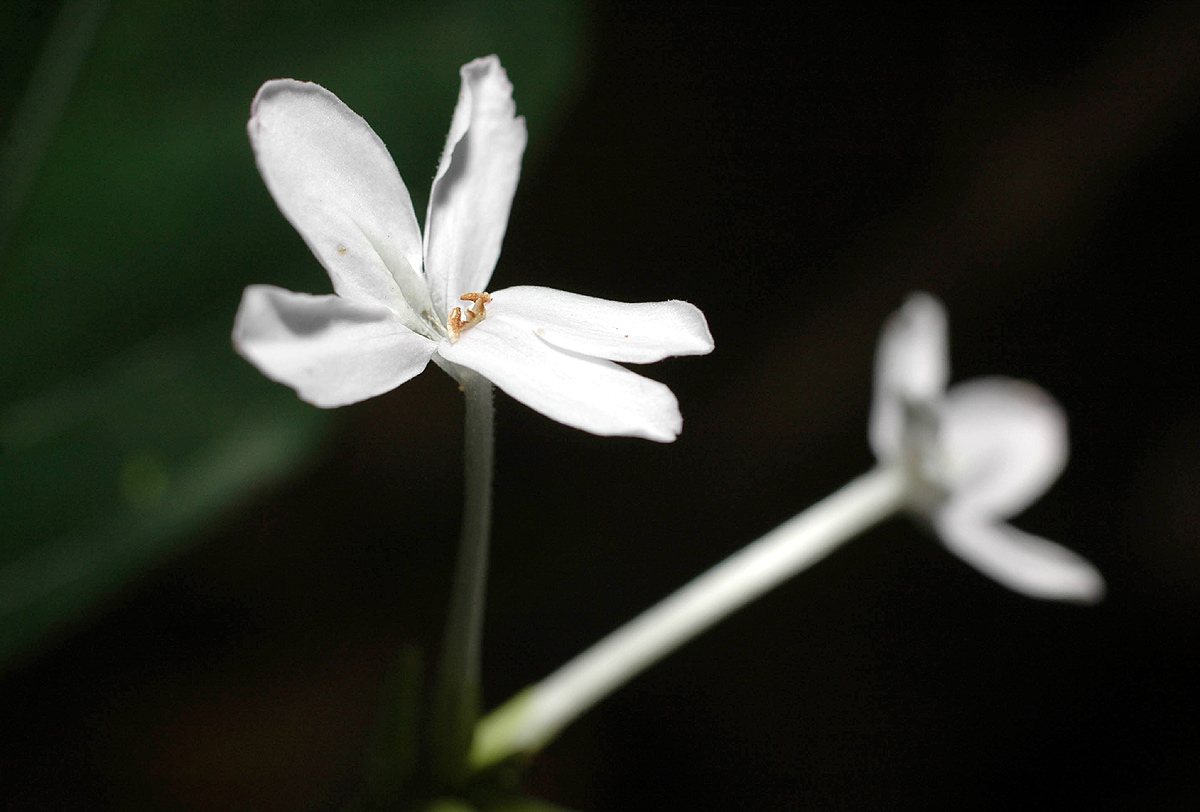 Pseuderanthemum subviscosum Pseuderanthemum subviscosum