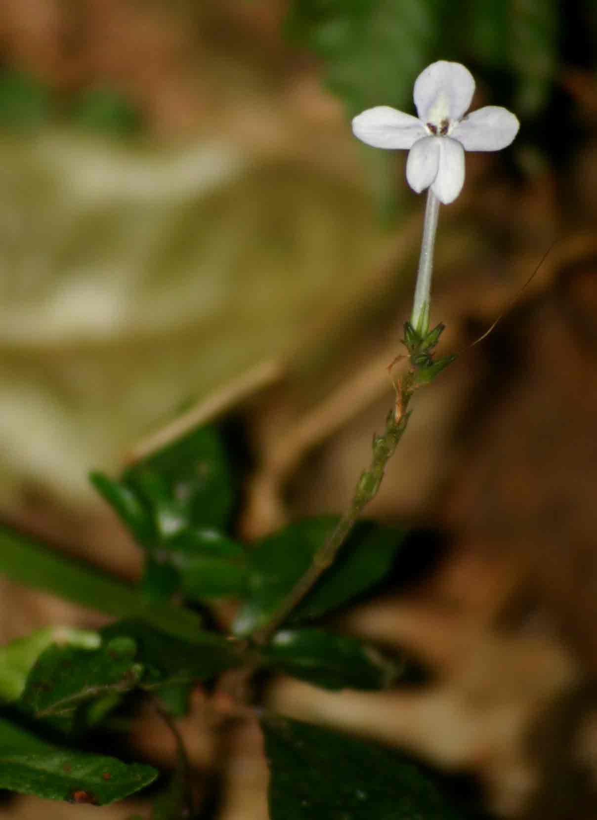 Pseuderanthemum subviscosum Pseuderanthemum subviscosum