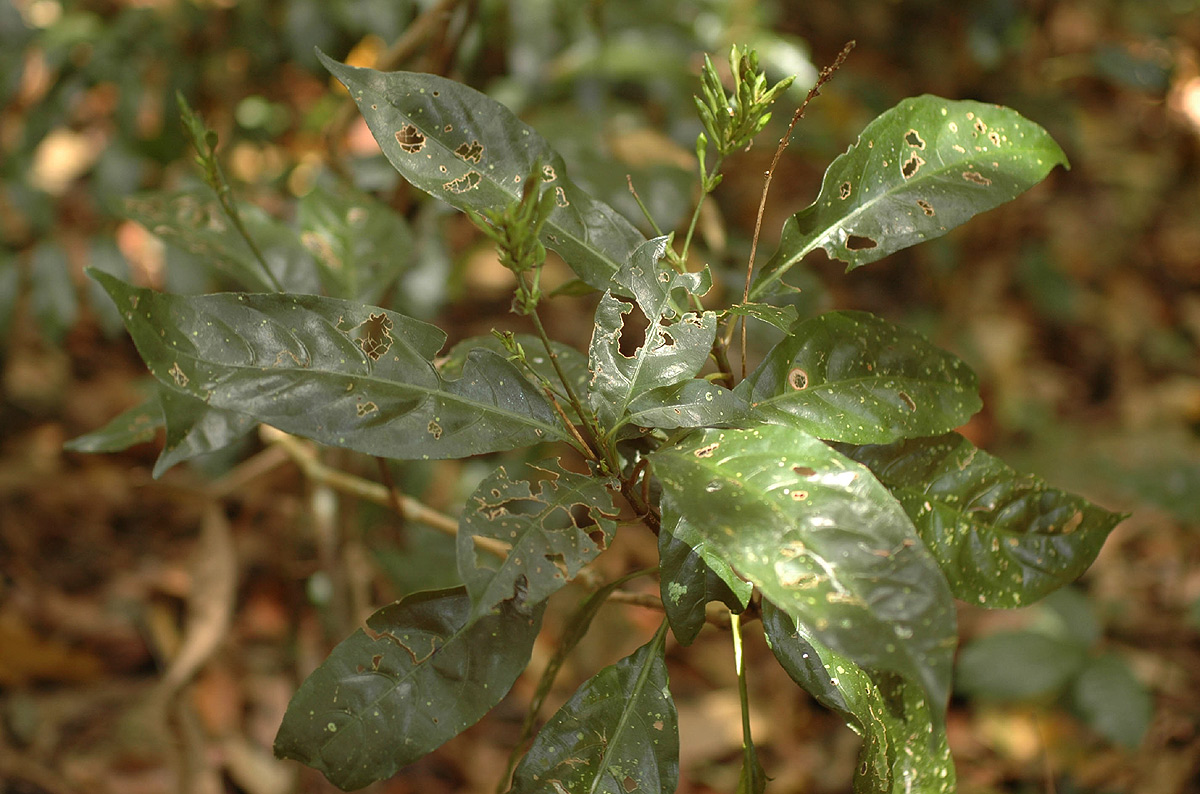 Pseuderanthemum subviscosum Pseuderanthemum subviscosum
