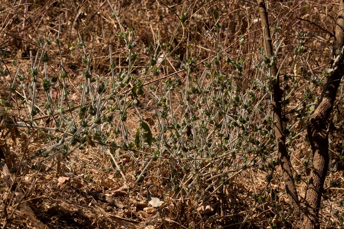 Dicliptera heterostegia Dicliptera heterostegia