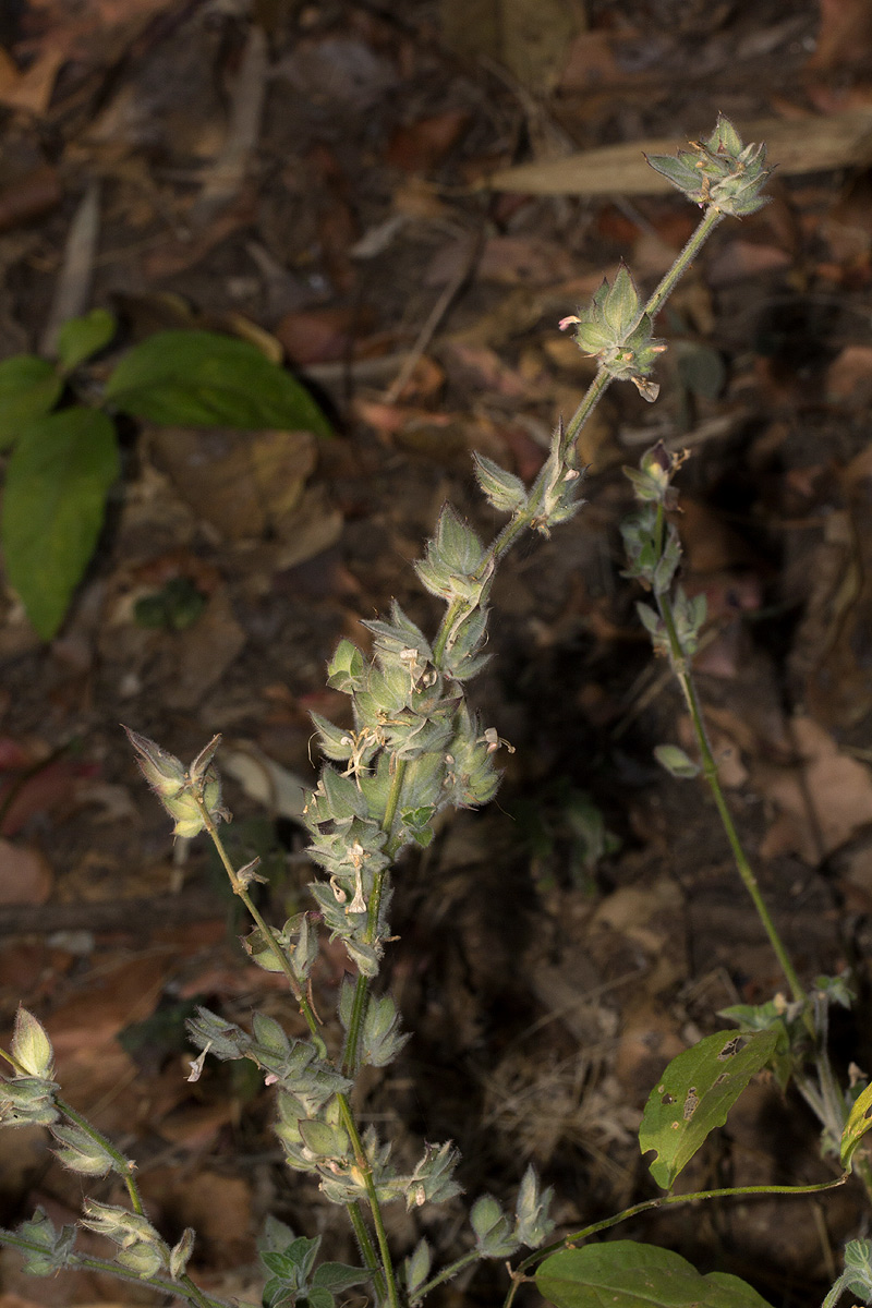 Dicliptera heterostegia Dicliptera heterostegia