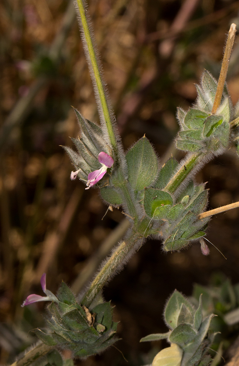 Dicliptera heterostegia Dicliptera heterostegia