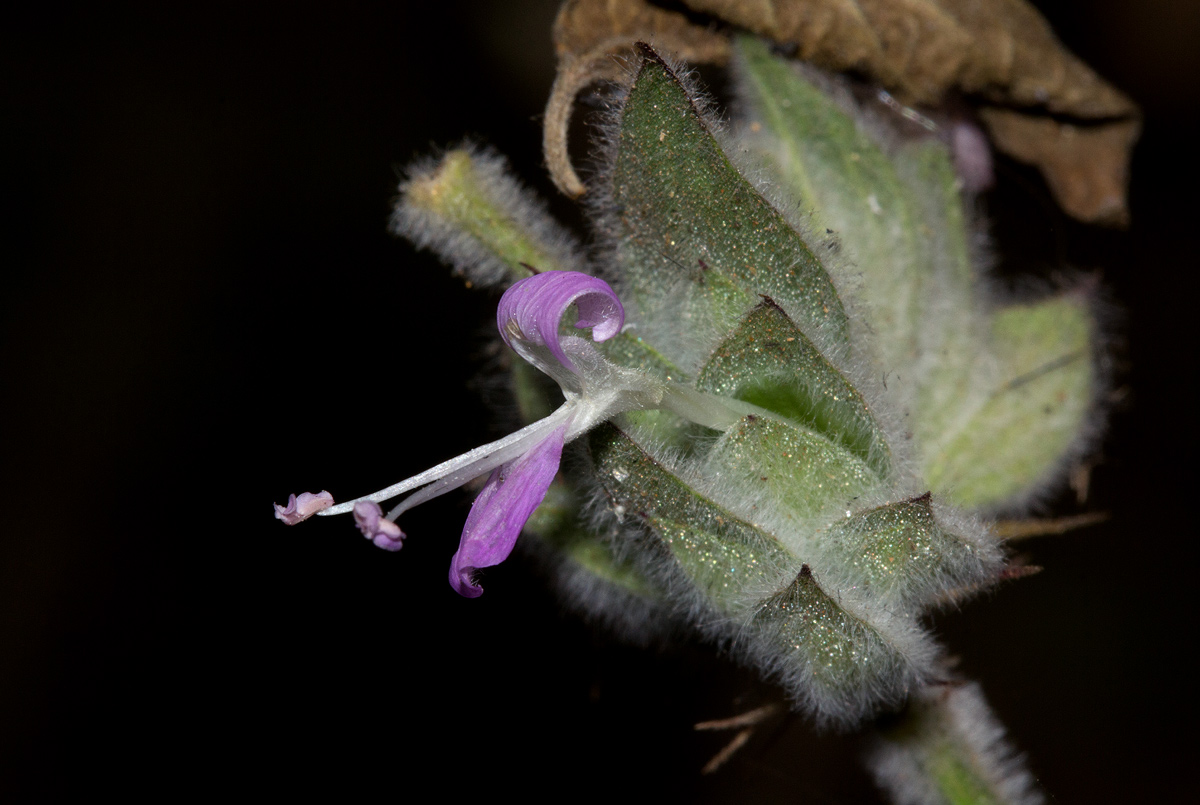 Dicliptera heterostegia Dicliptera heterostegia