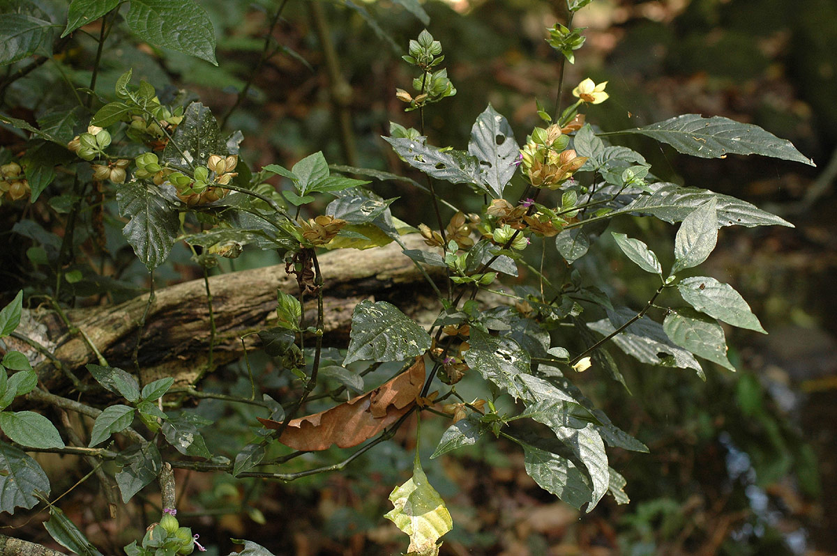 Dicliptera heterostegia Dicliptera heterostegia