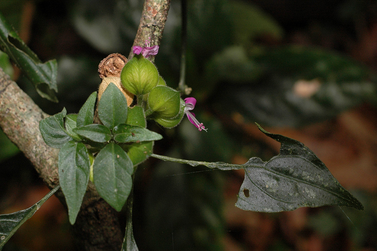 Dicliptera heterostegia Dicliptera heterostegia
