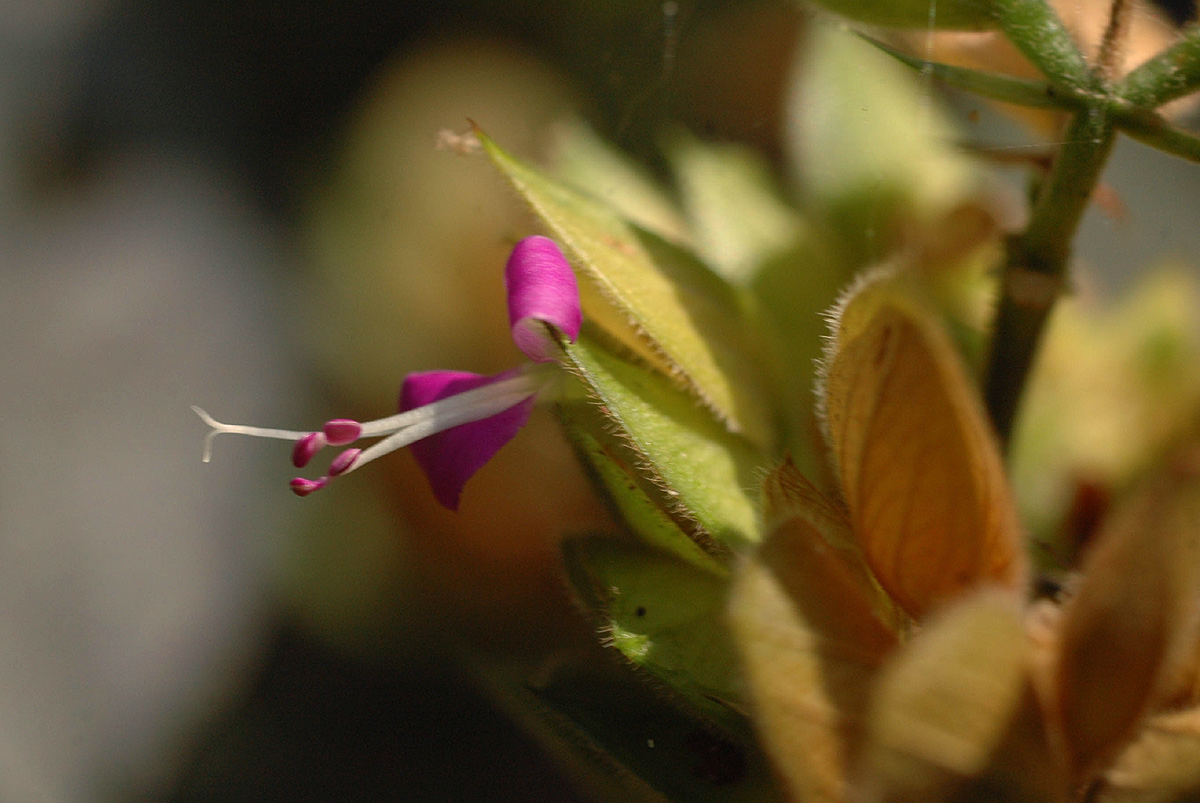 Dicliptera heterostegia Dicliptera heterostegia
