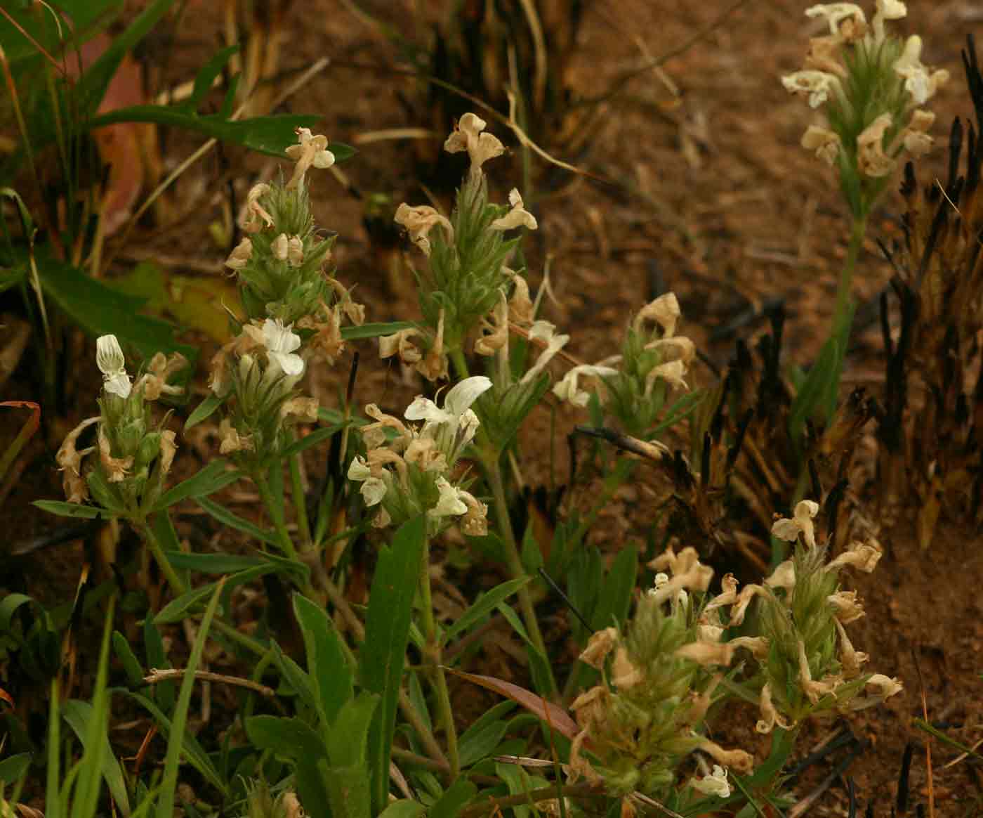 Dicliptera melleri Dicliptera melleri