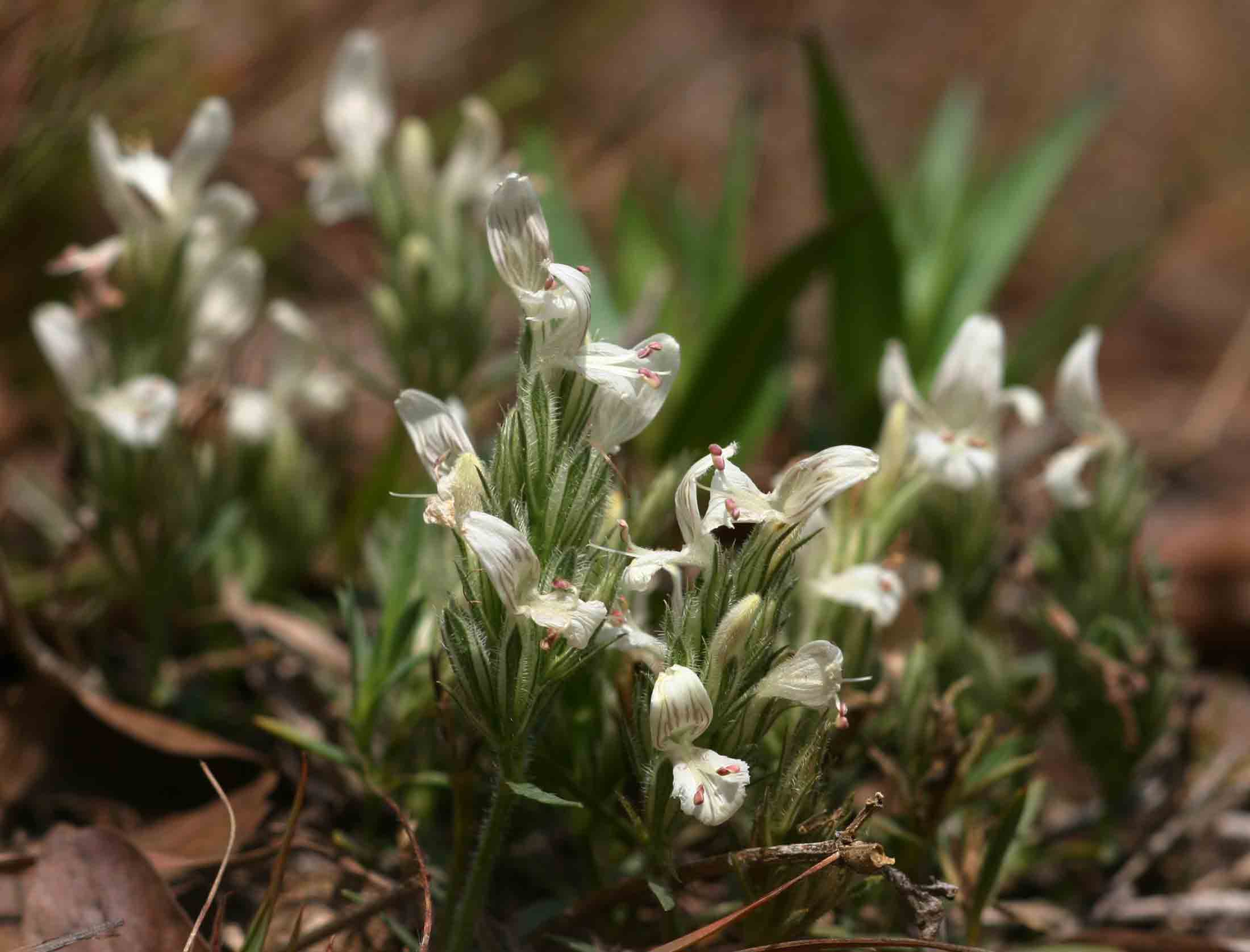 Dicliptera melleri Dicliptera melleri