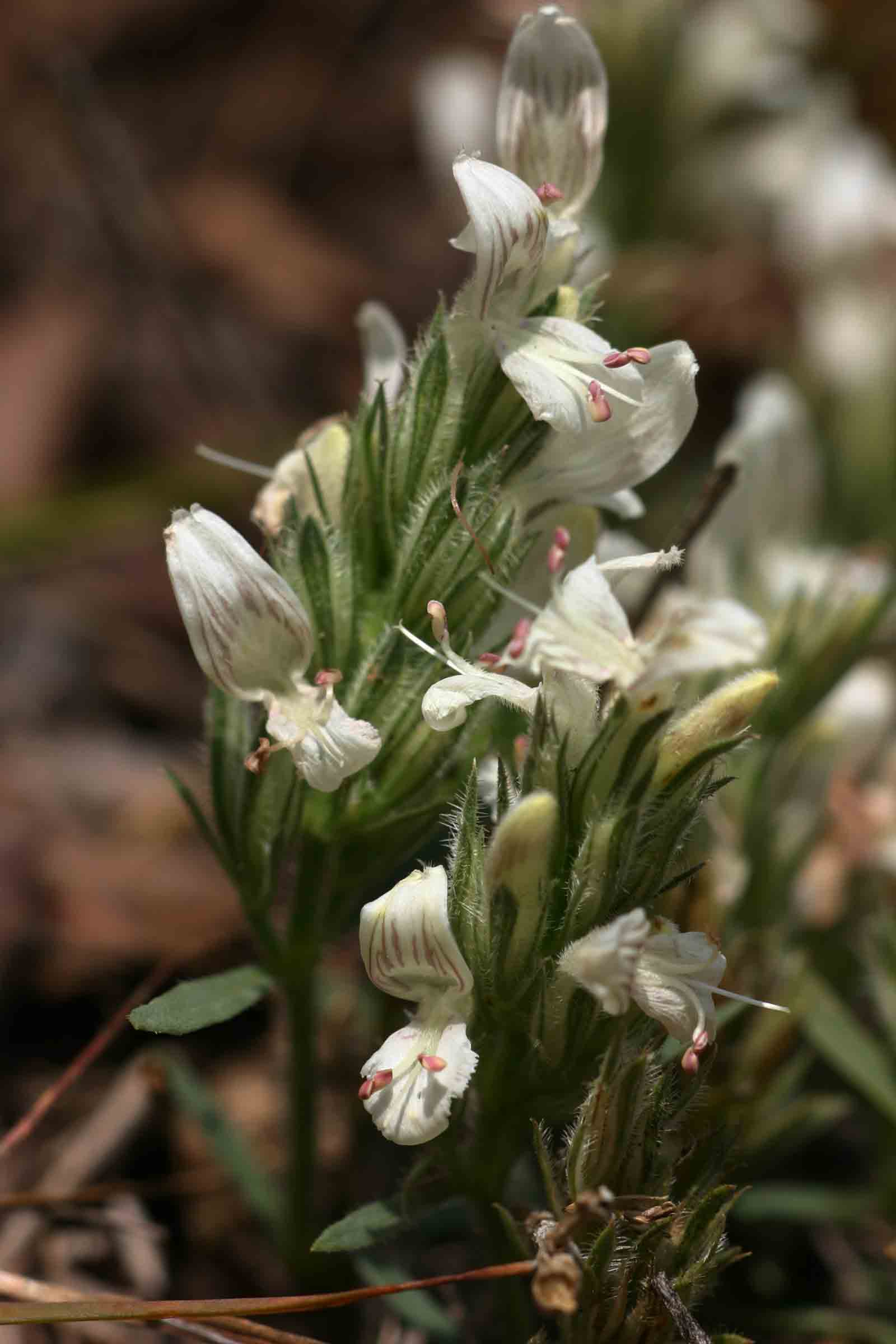 Dicliptera melleri Dicliptera melleri
