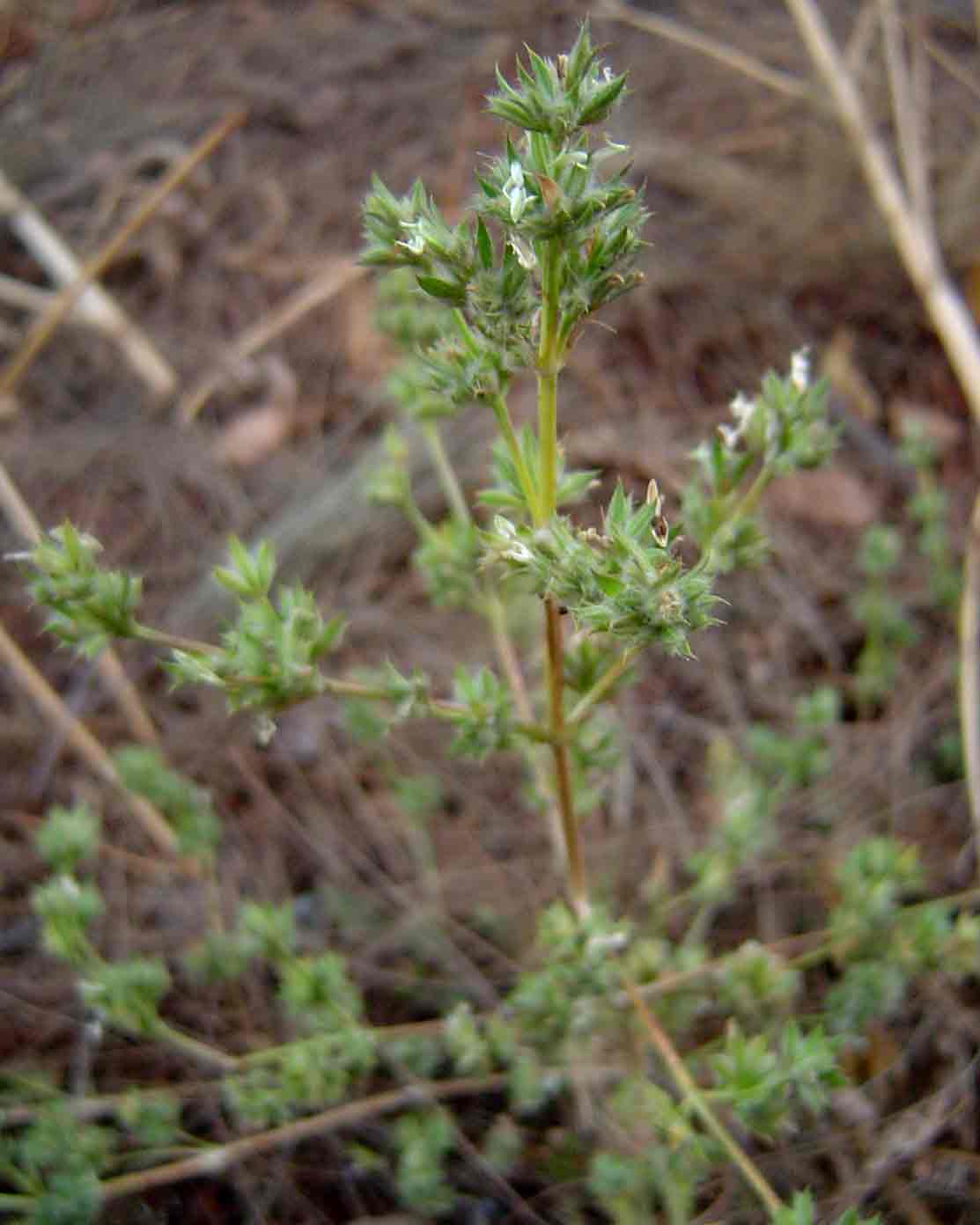 Dicliptera verticillata Dicliptera verticillata