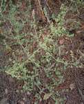 Dicliptera verticillata