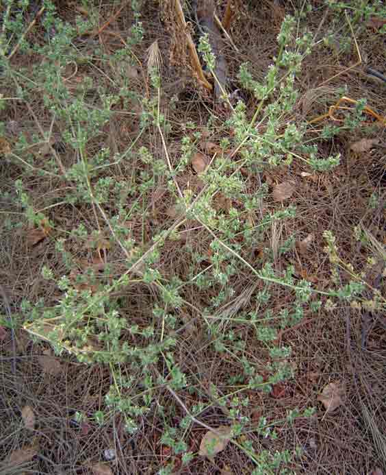 Dicliptera verticillata Dicliptera verticillata