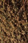 Dicliptera verticillata