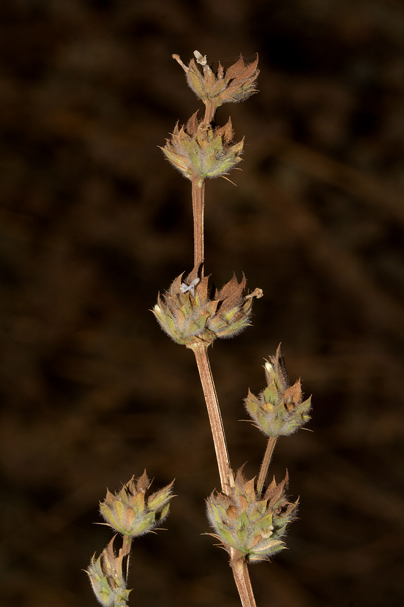 Dicliptera verticillata Dicliptera verticillata