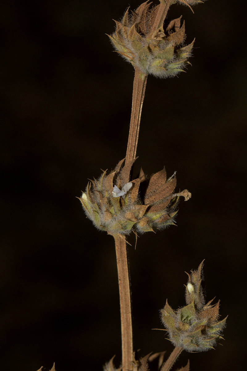 Dicliptera verticillata Dicliptera verticillata