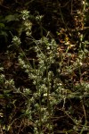 Dicliptera verticillata