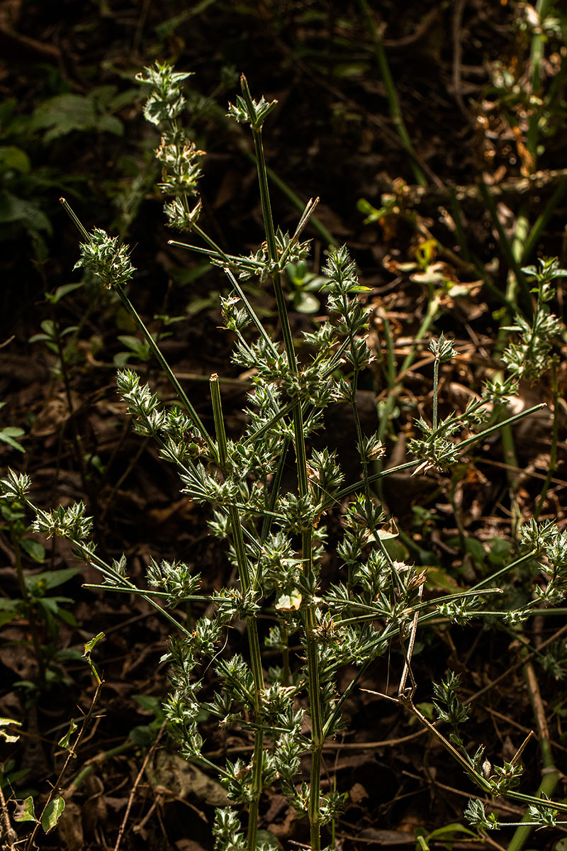 Dicliptera verticillata Dicliptera verticillata