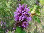 Hypoestes aristata