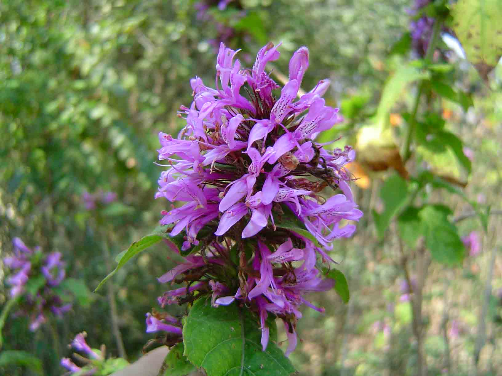 Hypoestes aristata Hypoestes aristata