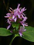 Hypoestes aristata